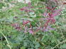 CPDLFED rose photo