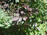 CPDLFED rose photo
