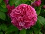 Agar rose photo