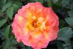 Nova Lux rose photo
