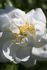 Purity rose photo