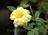 Gold Coin rose photo