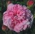 La Favorite rose photo