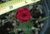 Saint Mary ™ rose photo