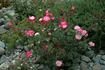 Picotee ™ rose photo