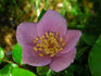 Lavender Spoon rose photo