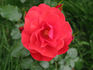 Jive ™ rose photo