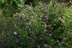 Viticella clematis photo