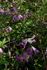 Viticella clematis photo