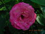 Flushing Meadow rose photo
