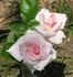 Emily Hough rose photo