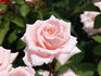 Enzo Fumagalli rose photo