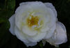 St. John rose photo