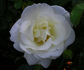 St. John rose photo