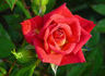 In Memory of Nathalie Jones rose photo