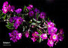 Schubert rose photo