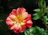 Striped Delight rose photo