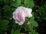Mrs. John McNabb rose photo