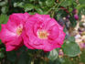 Gotenhafen rose photo
