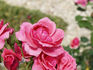Hortiflora rose photo
