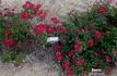 Sneezy rose photo