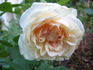 Mélanie Willermoz rose photo