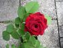 Grand Prix rose photo