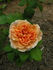 Apricot Impressionist ™ rose photo