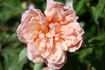 Duarte de Oliveira rose photo