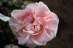 Enzo Fumagalli rose photo