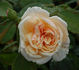Perle des Jardins, Cl. rose photo