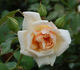 Perle des Jardins, Cl. rose photo
