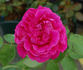 Comte de Paris rose photo
