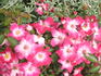 Good 'n Plenty ™ rose photo