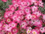 Good 'n Plenty ™ rose photo