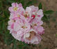 Geheimrat Dr. Mittweg rose photo