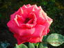Brandenburg rose photo