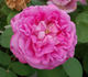 Monsieur de Montigny rose photo