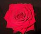 Red France rose photo