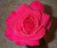 Hot Spot rose photo