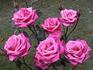 Velvet Lustre rose photo