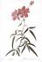 <i>Rosa Longifolia</i> rose photo