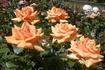 Raymond rose photo