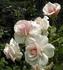 JACmat rose photo