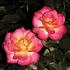 Country Music rose photo