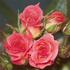 Lelia Laird rose photo