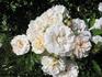 Focus rose photo