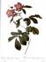 <i>Rosa alpina</i> flore variegato rose photo