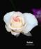 Fushimi rose photo