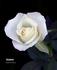 Fushimi rose photo